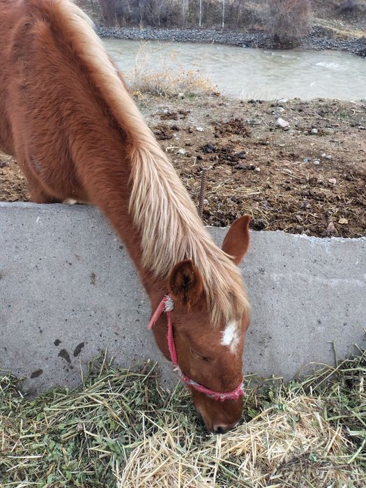 Toylar sotiladi 15 milliondan