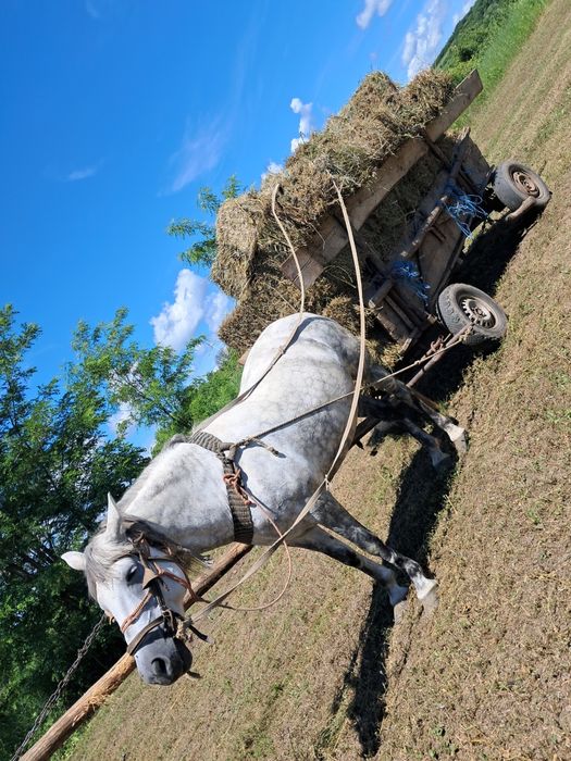 De vânzare cal sur cu picățele
