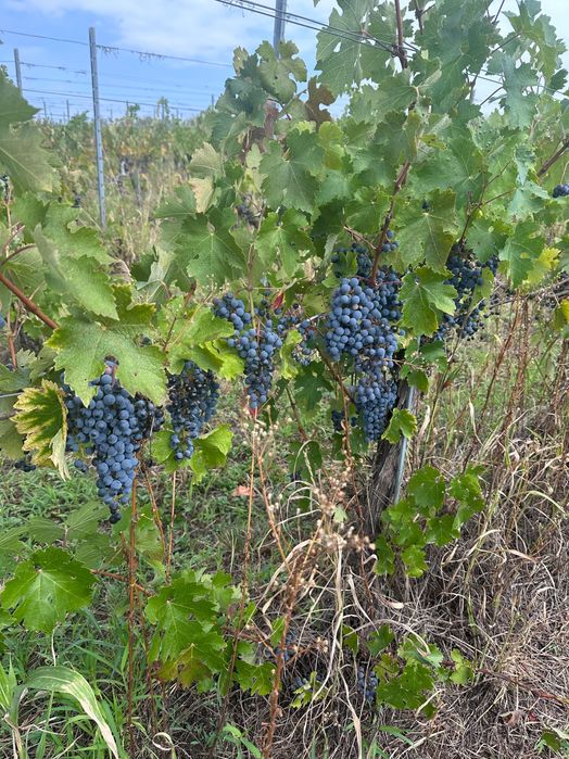 Vindem struguri cabernet sauvignon BIO - DOC MINIS