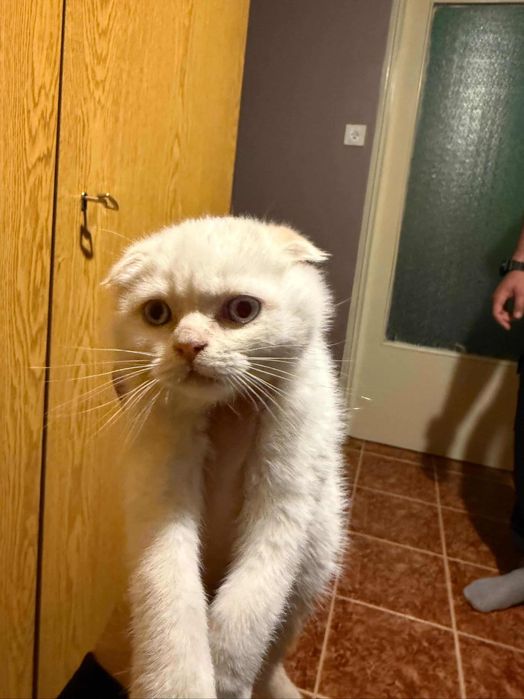 Шотландско клепоухо коте
