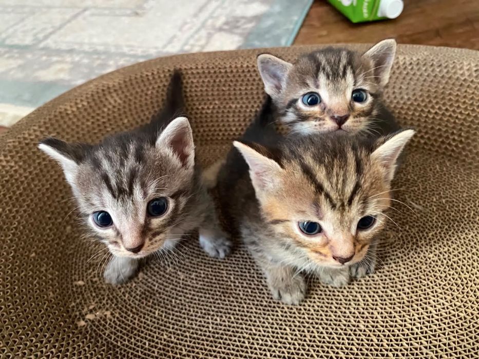 скоттиш страйт дымчатый котята