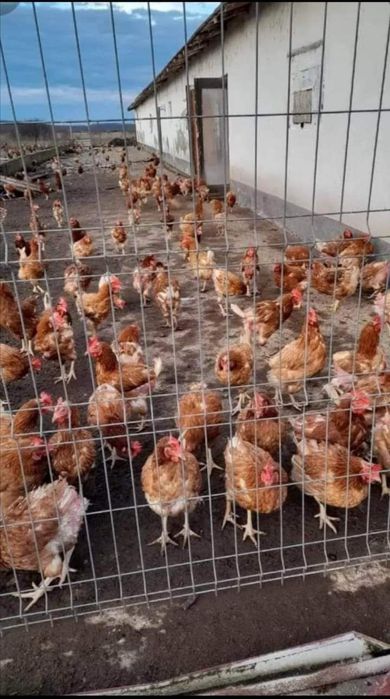 Gaini roși outoare livram la domiciliu