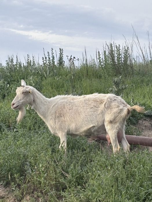 Продам козу, даёт молоко
