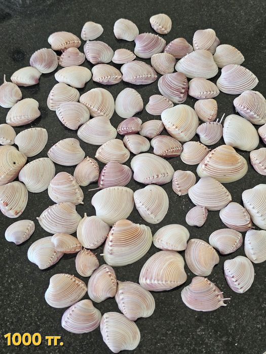 Ракушки, Кораллы