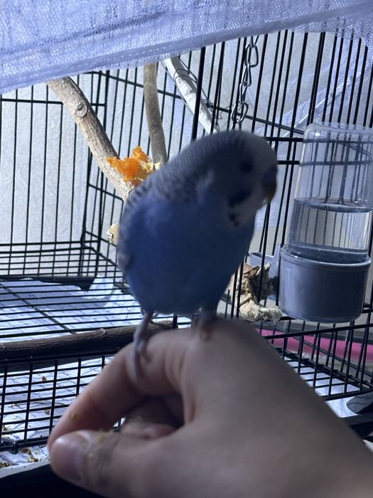 попугай волнистый