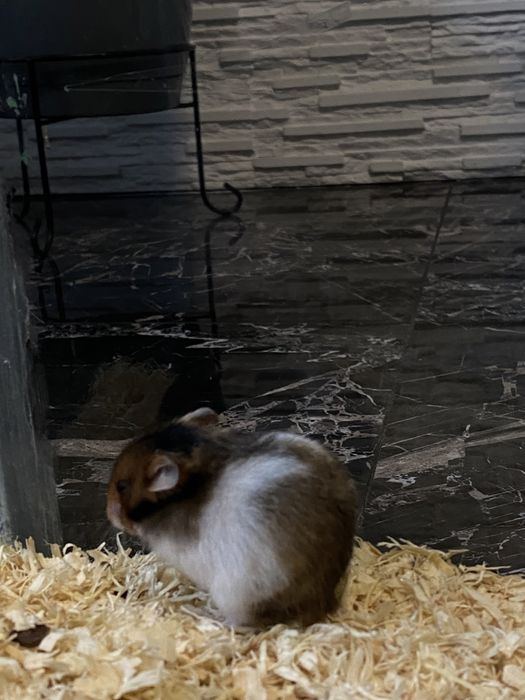 Hamster sirian