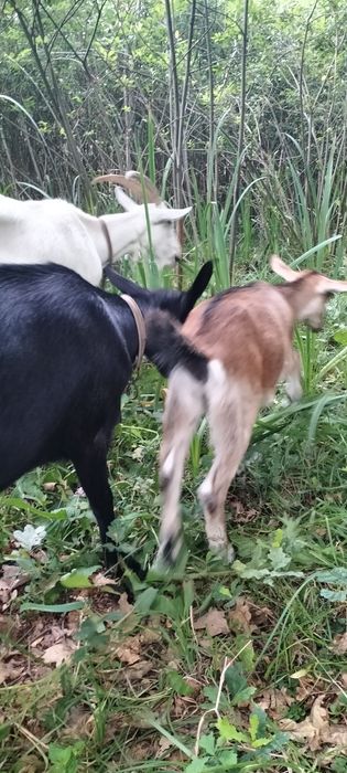 De vinzare sanen și alpin francez corcitura cu anglinubian