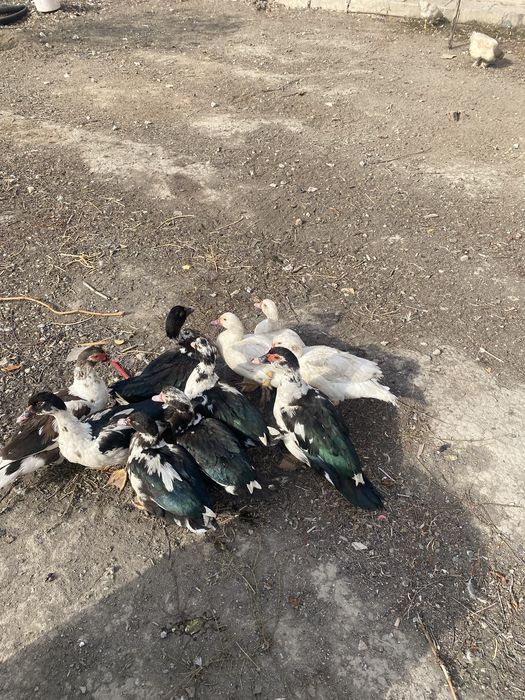 Продам курей шипуны 2000