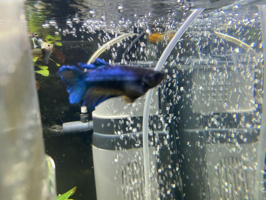 Рыбки петушки самки