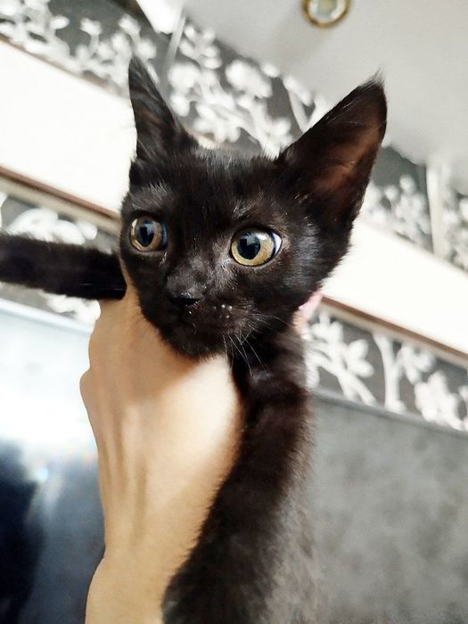 Пристраиваются котята в добрые и ответственные руки.