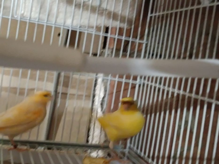 Canari de cântec