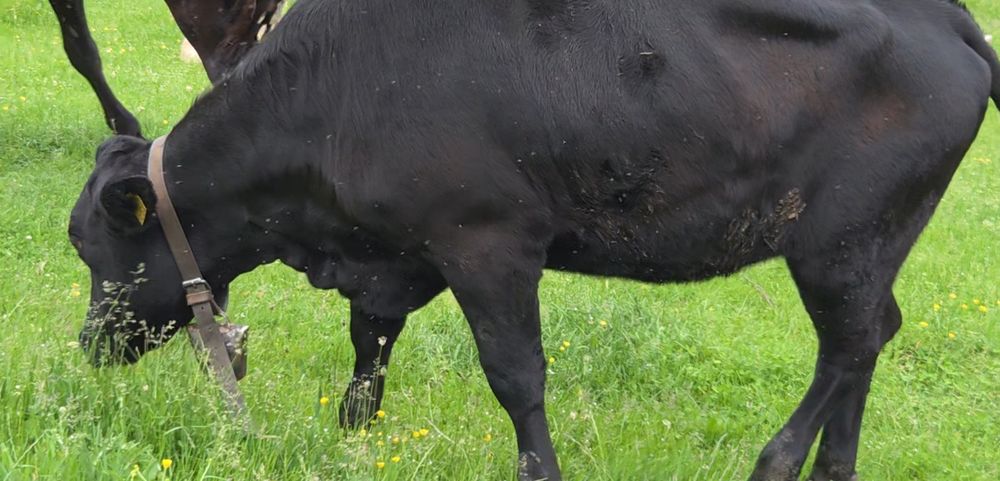 Juninca angus de vanzare