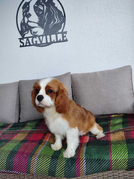 De vanzare mascul deosebit din rasa Cavalier king charles spaniel