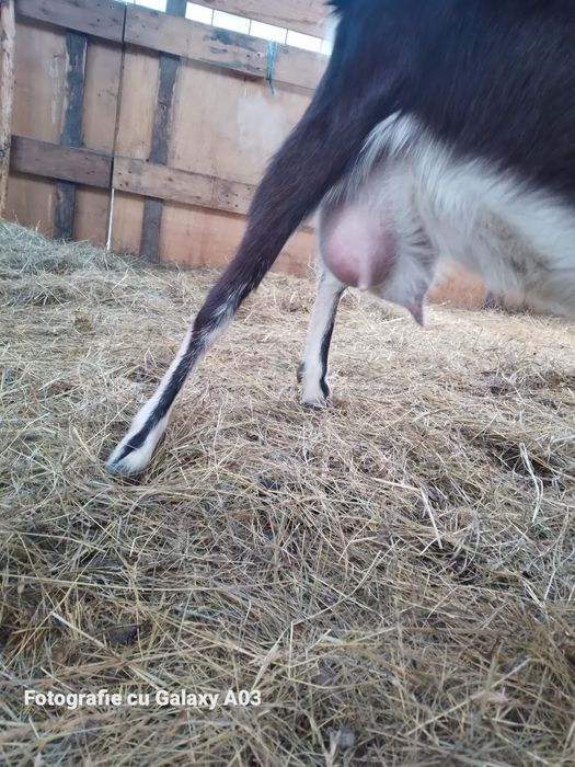 Capre tuggenburg și turingian