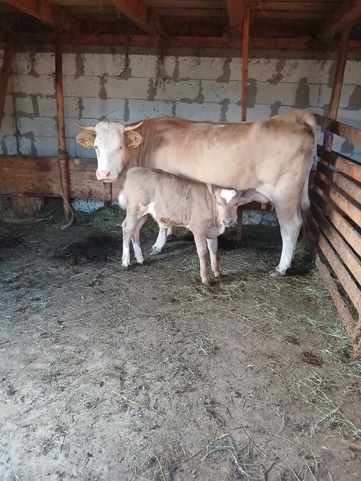 Vacă de vînzare cu vițel