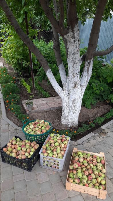Продам натуральные яблоки