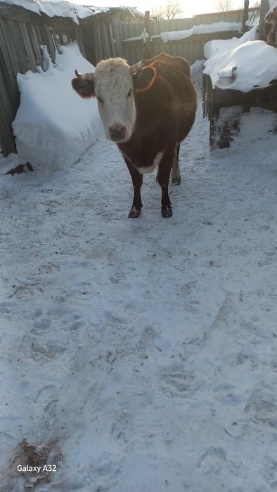 Продам корову 600.000