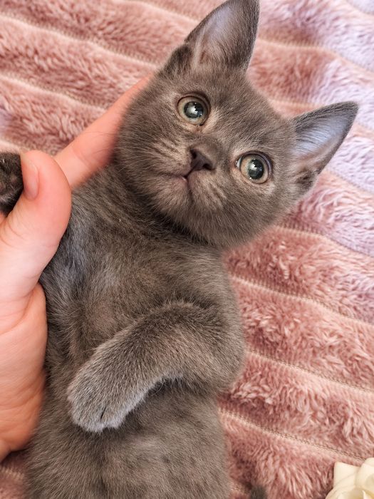 Котенок мальчик 2 месяца ищет себе семью