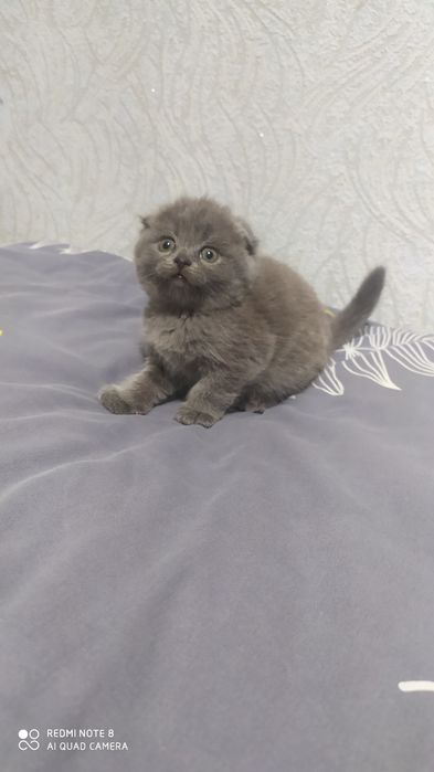 Шотландские Вислоухие котята Фолд