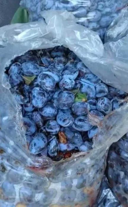 Prune de vanzare