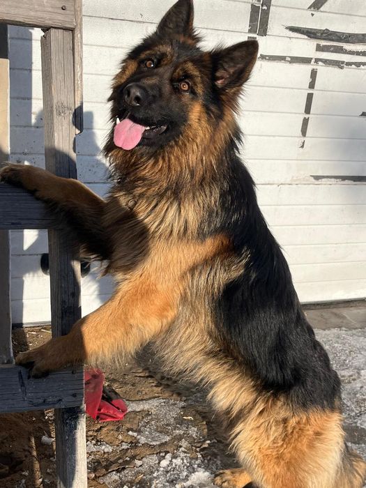 Вязка немецкой овчарки