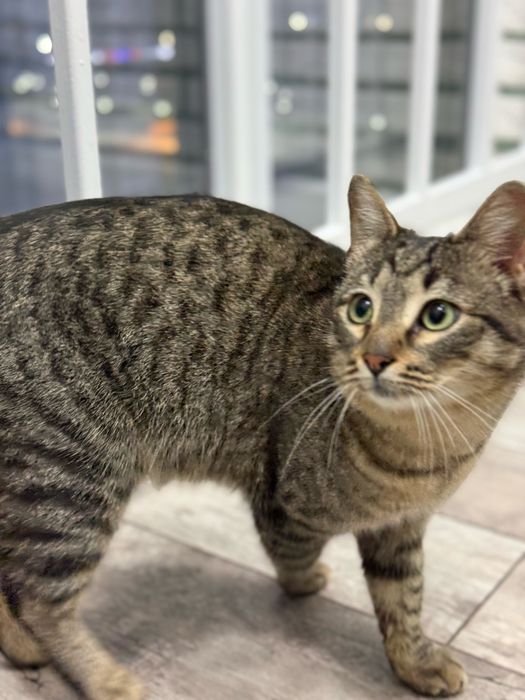 Отдам в хорошие руки