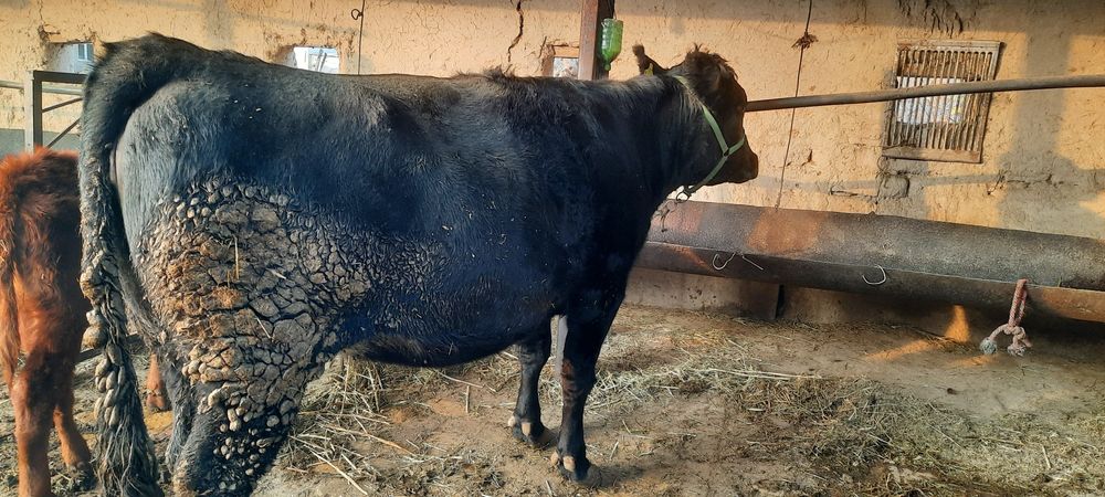 Соглом сментал юуккамиз сотилади