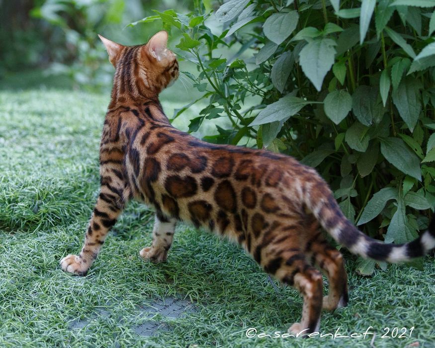 Бенгальский кот для врезки