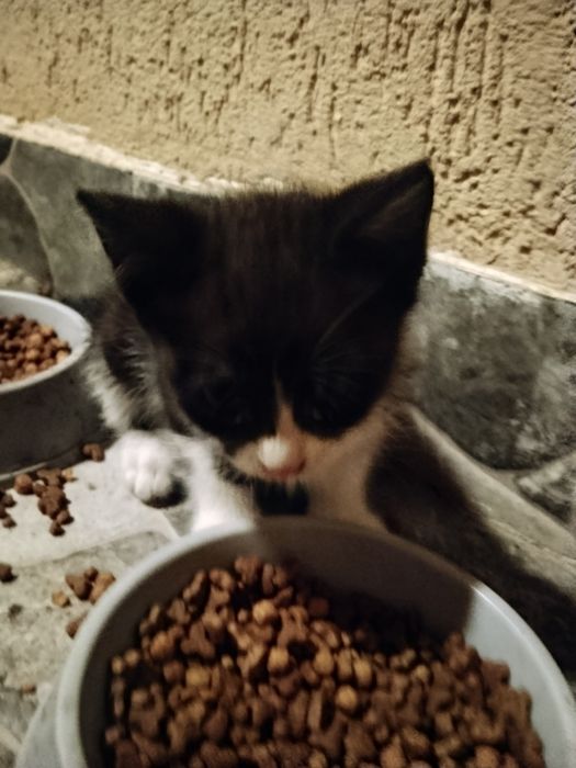 Pui de pisica adopție