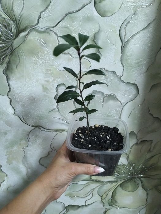 Продам комнатные цветы