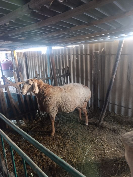 Арашан қошқар сатылады