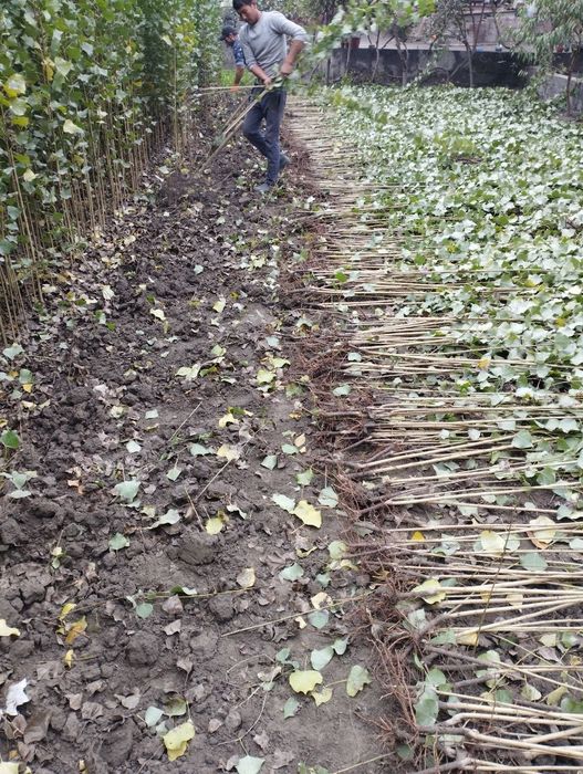 Terak koʻchat 800 soʻmdan