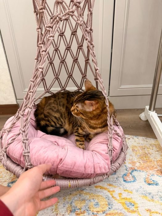 Гамаки для кошек и котов