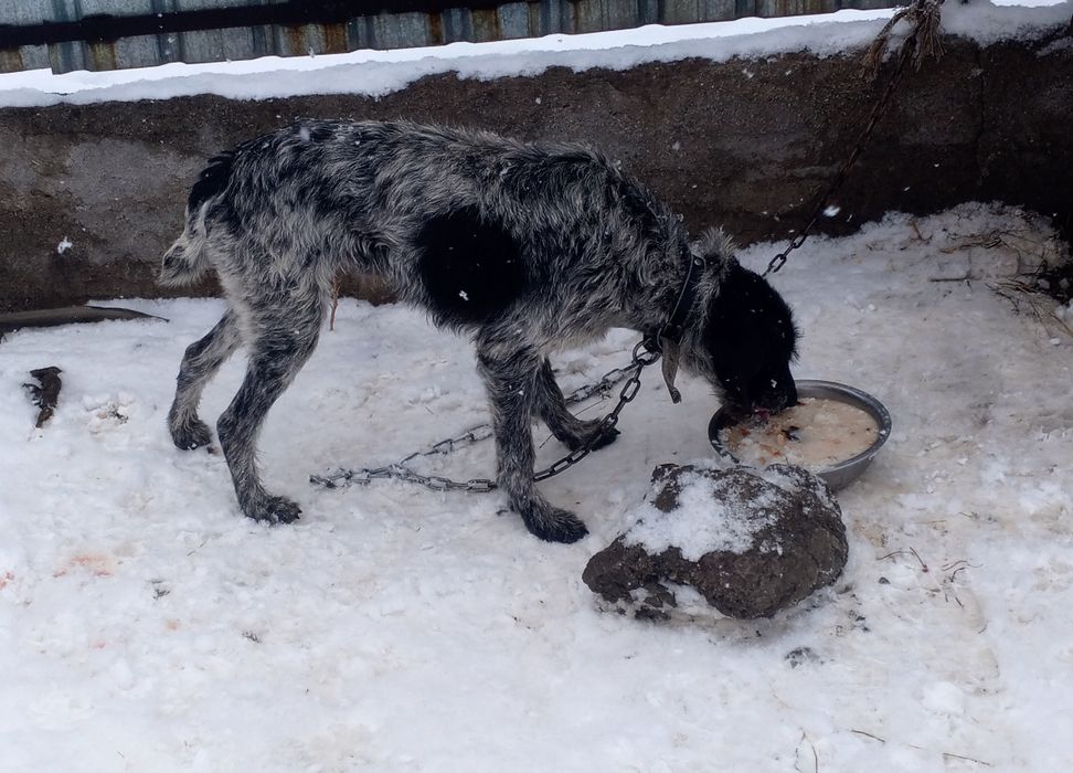 Дратхаары кобель и сука