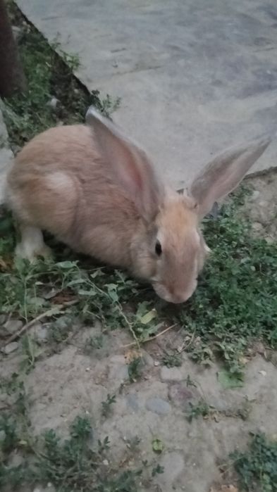 Продается кролики