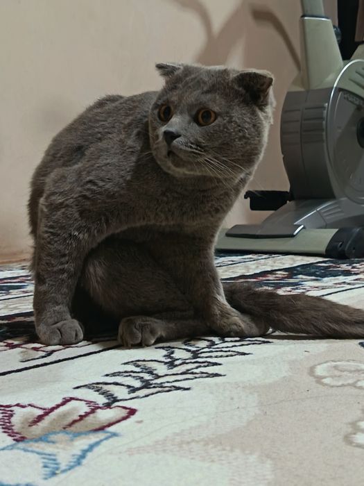 Yaxshi ğamxorlik qiladigan mushuk sevuvchilar uchun. Mushuk sotiladi!