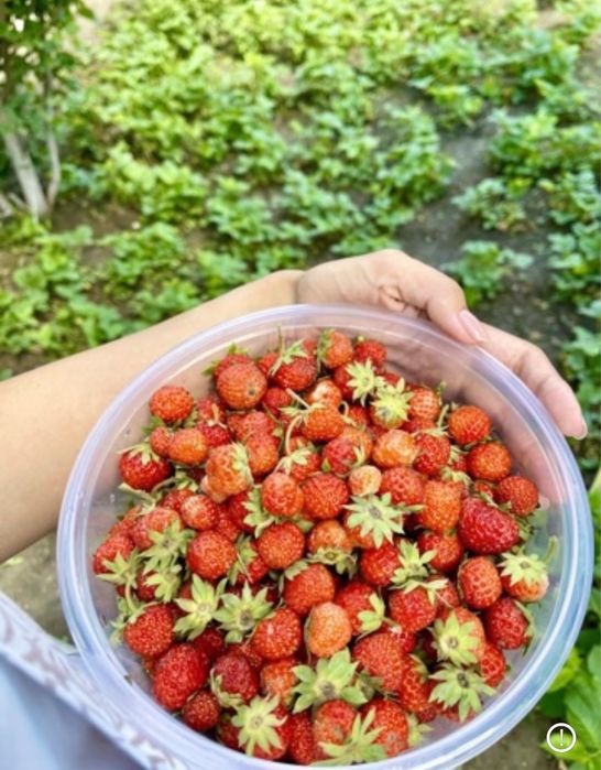 Продается дом с участком 20 соток