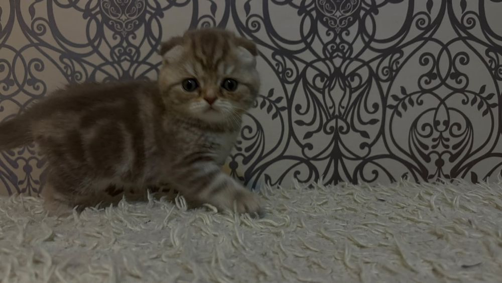 Продаётся котенок,мальчик.