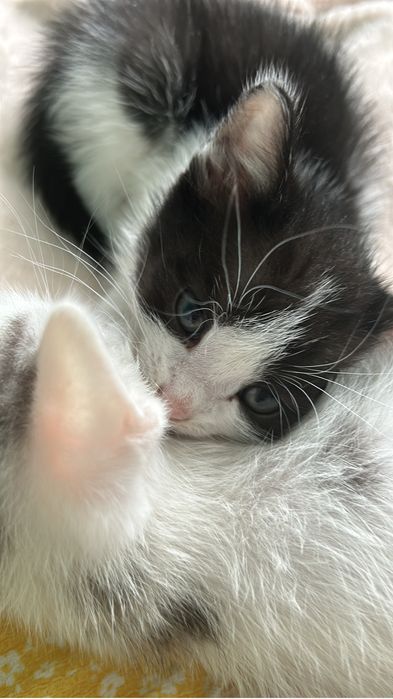 Отдалим в добрые котяи