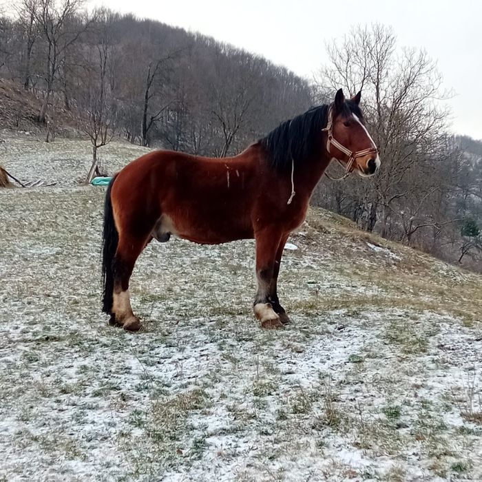 Cal de vânzare bună de ham acest orice proba