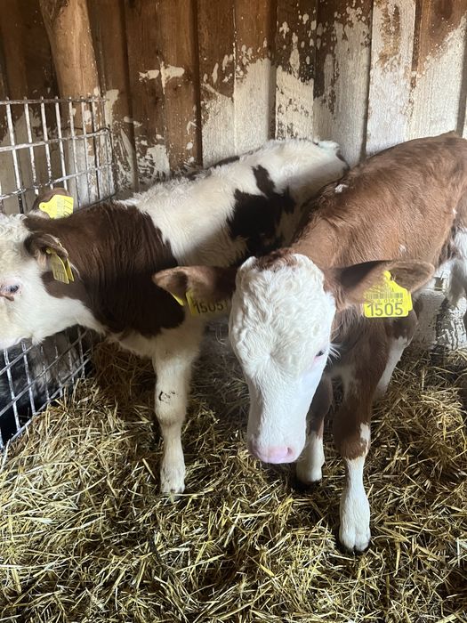 Vand o vitea baltata