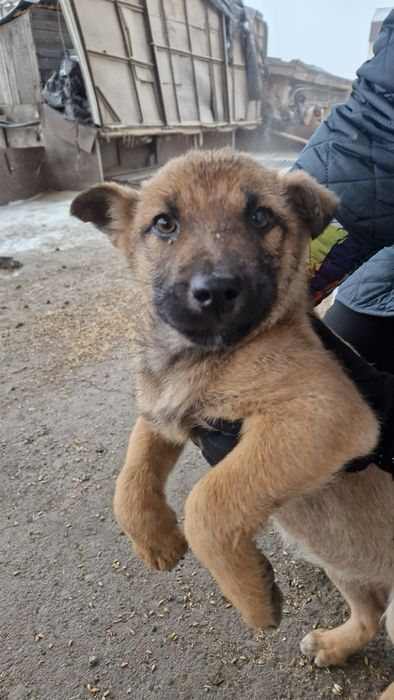 Щенки в добрые руки