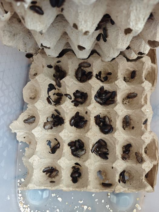 Продам паука + ферма тараканов