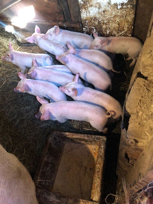 Продам месячных поросят