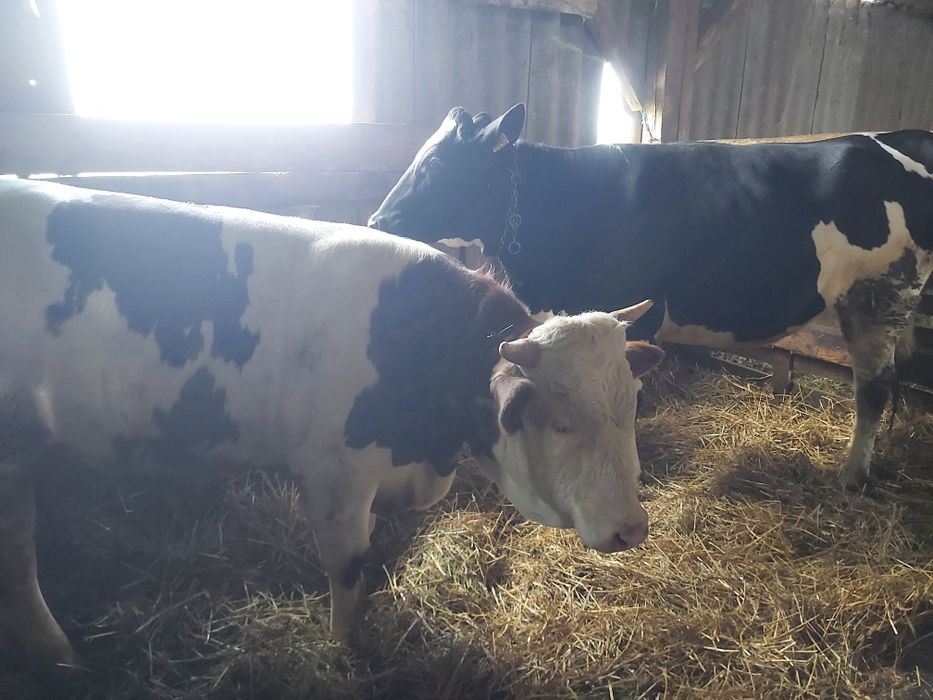 3 viței de vânzare