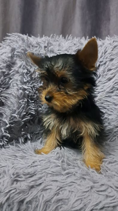 Продаю клубных щенков йорков