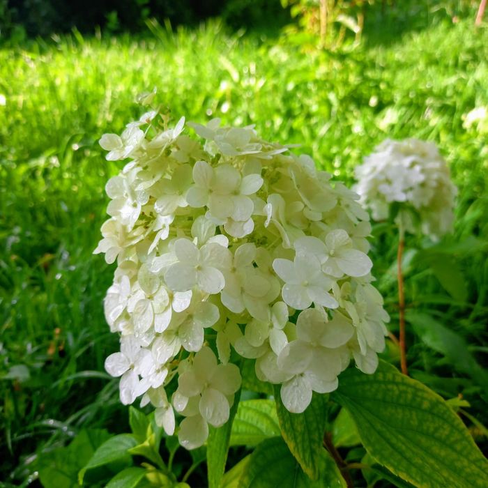 Прлдам гортензии