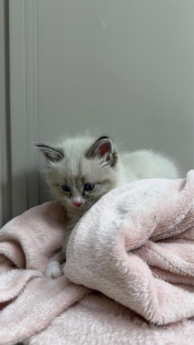 Котенок Рэгдолл 2 месяца мальчик