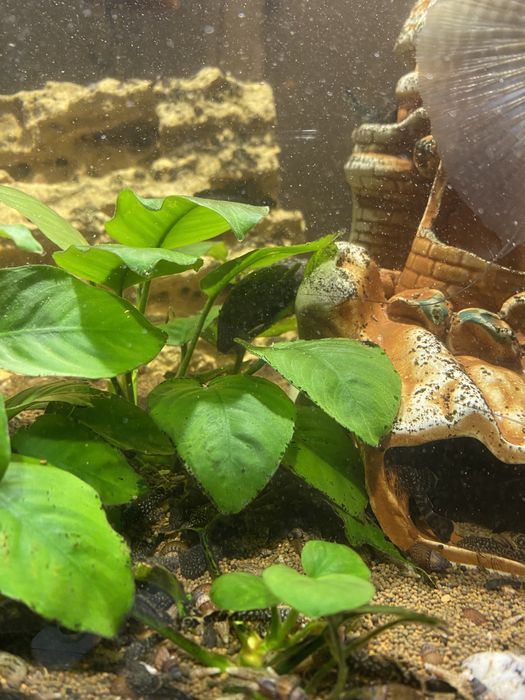 Сомики-анцистры продам