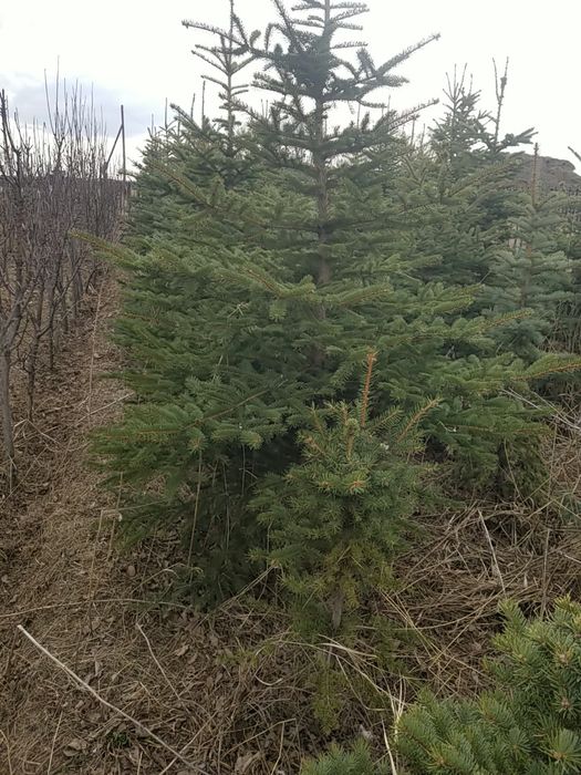 Ёлки в наличии продаются